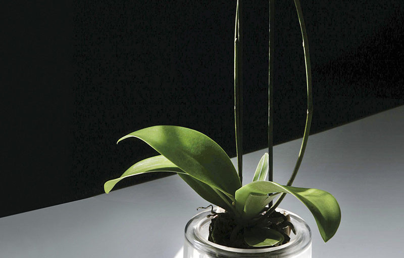 Maceta para orquideas