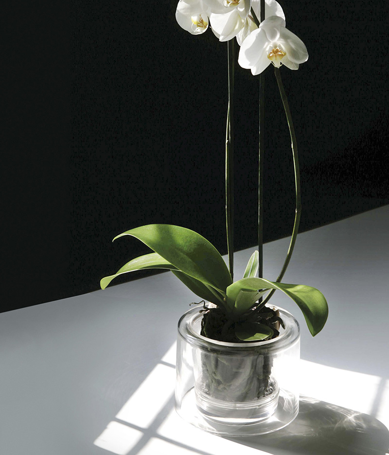 Orchid Flower Pot - Benedito Design