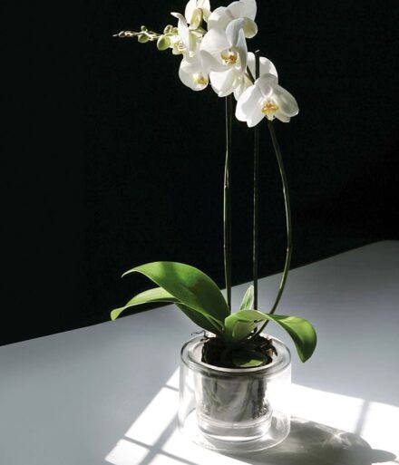 Maceta para orquídeas diseñada para resaltar la elegancia natural.