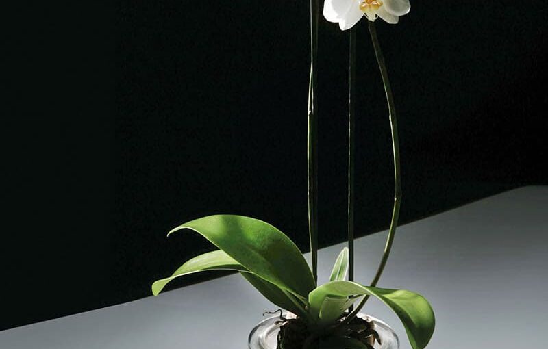 Orchid Flower Pot
