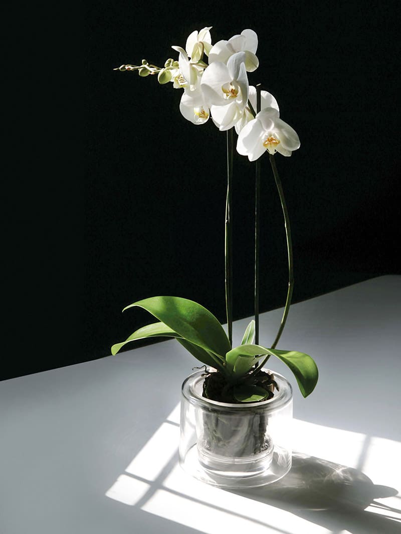 Maceta para orquídeas diseñada para resaltar la elegancia natural.