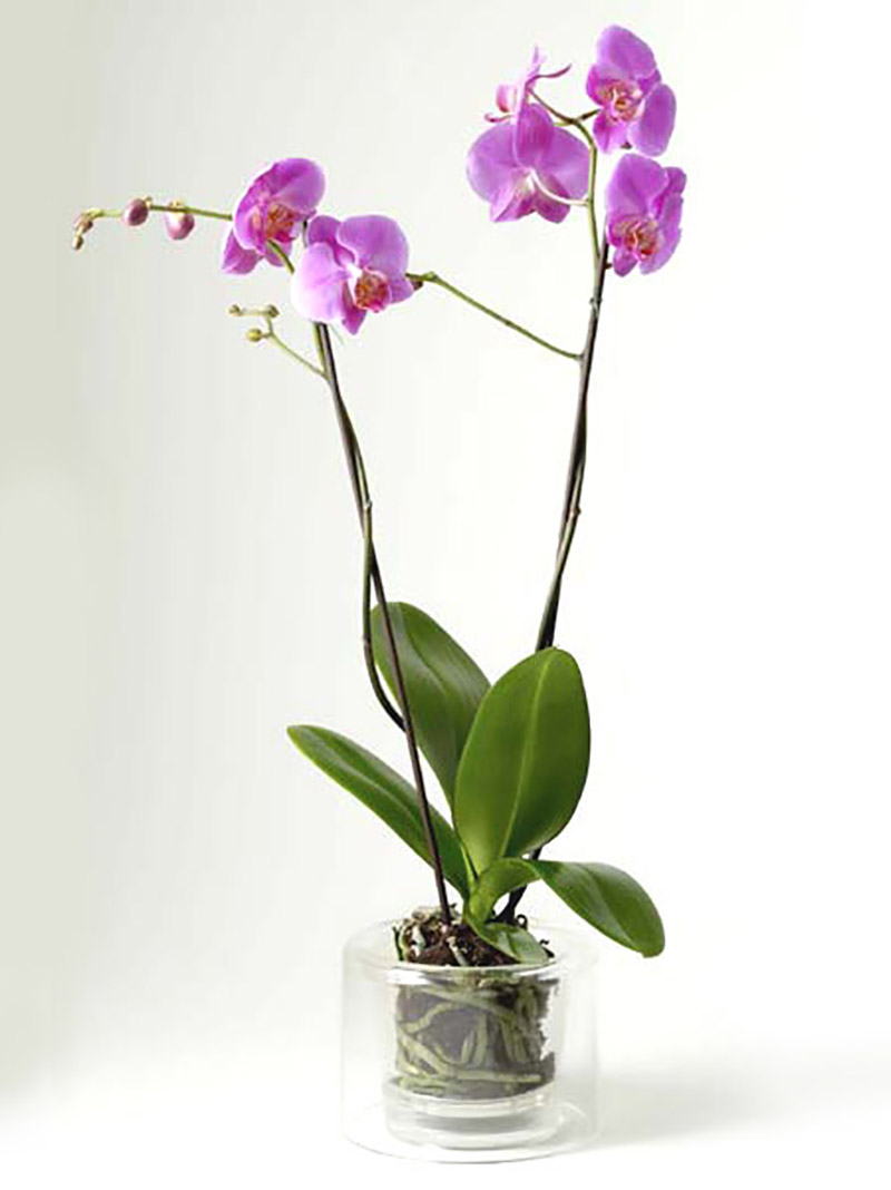 Maceta orquídeas con estilo minimalista.
